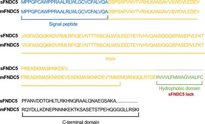 Expression of Recombinant Rat Secretable FNDC5 in Pichia Pastoris and Detection of Its Biological Activity